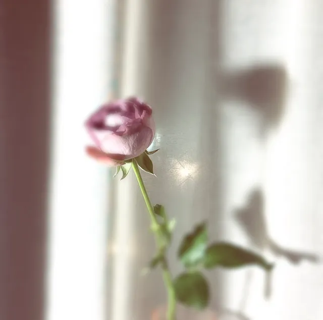 われわれは花にさえ