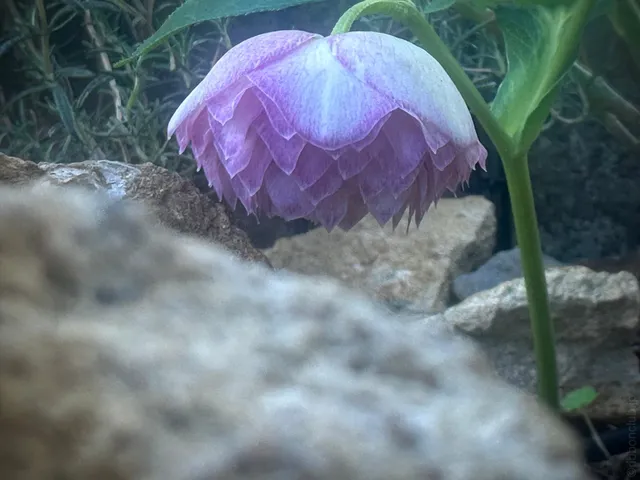 春は着倒れ、ユリシーズ